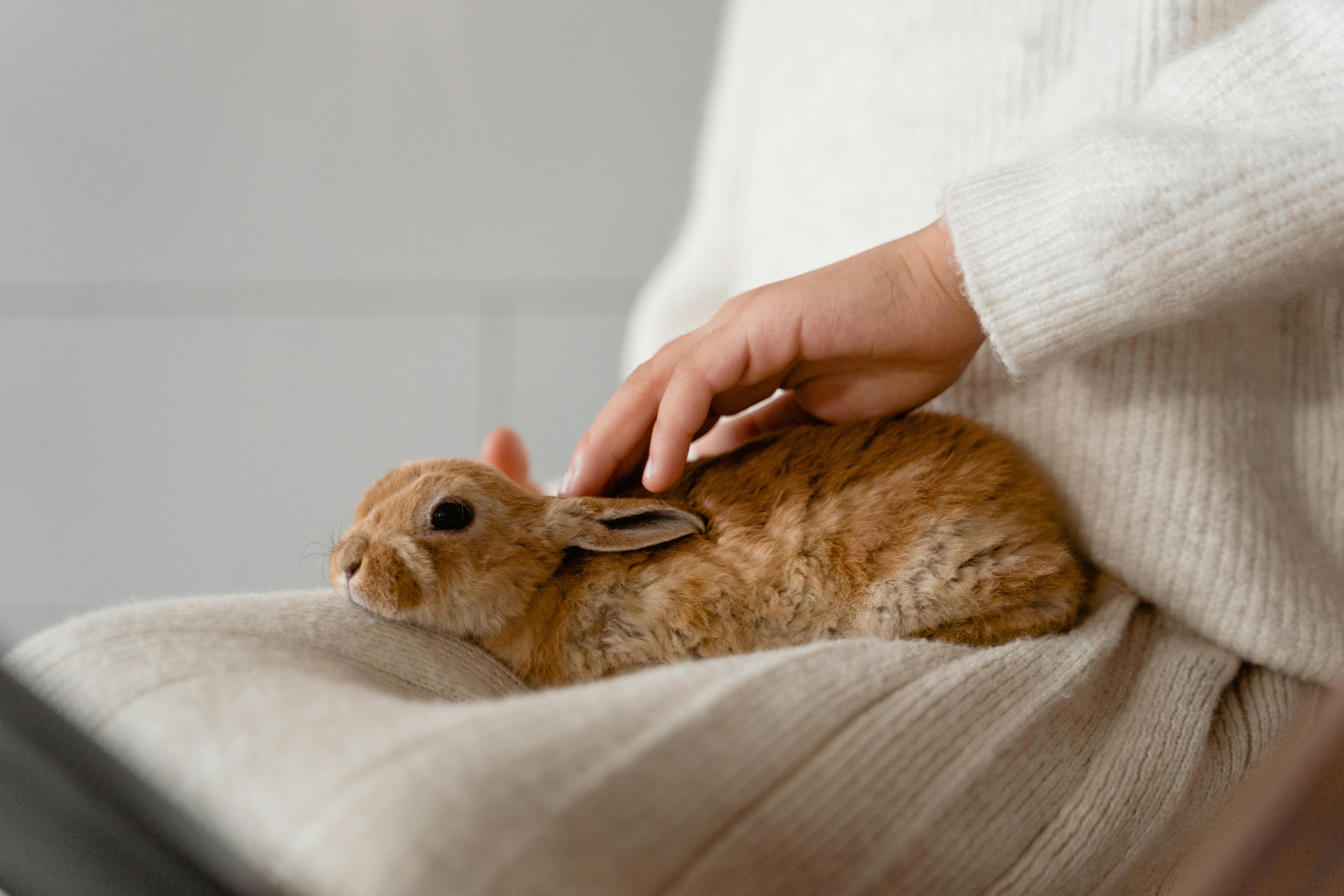 Gentle rabbit and small pet care service in North Texas